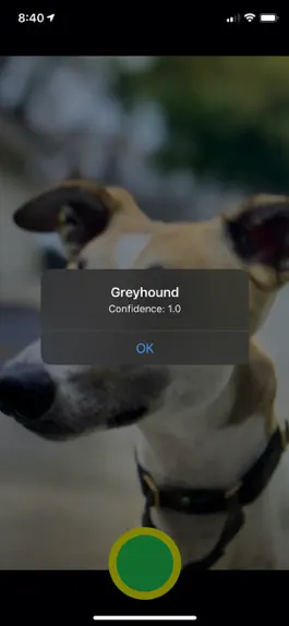 Game screenshot Not Greyhound apk