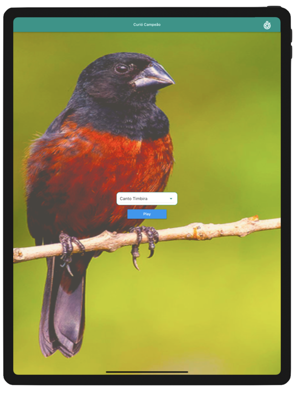 Screenshot #4 pour Curio Campeao