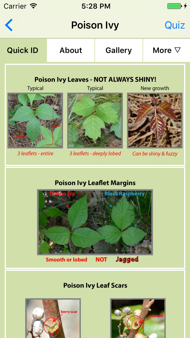 Rash Plants