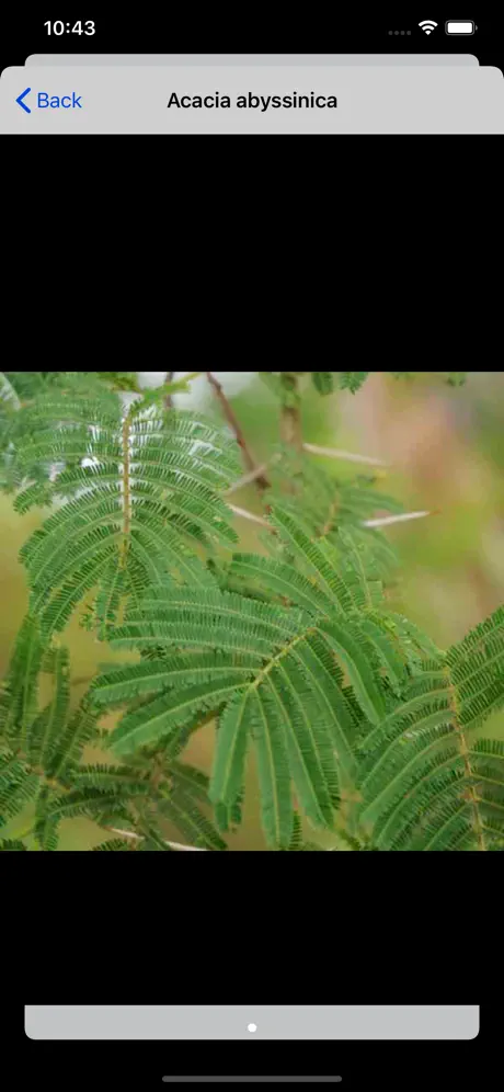 Uganda Trees
