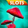 Mushrooms Slots Casino