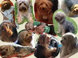 Game screenshot Collages Maker mod apk