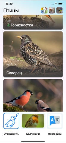 Пение птиц: определение голоса iPhone screenshot 1