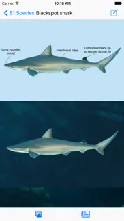 eguide to sharks and rays iphone images 1