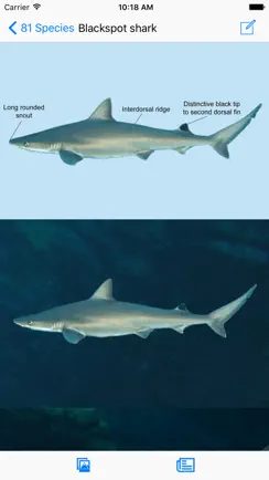 EGuide to Sharks and Rays iPhone image 1