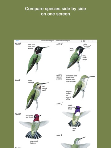 Sibley Guide to Hummingbirdsのおすすめ画像3