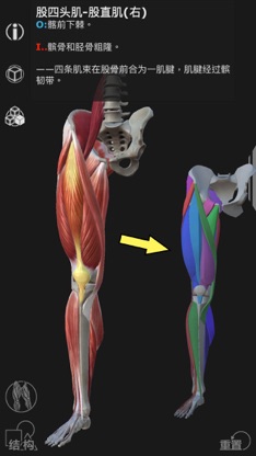 Artist's Anatomy screenshot 6