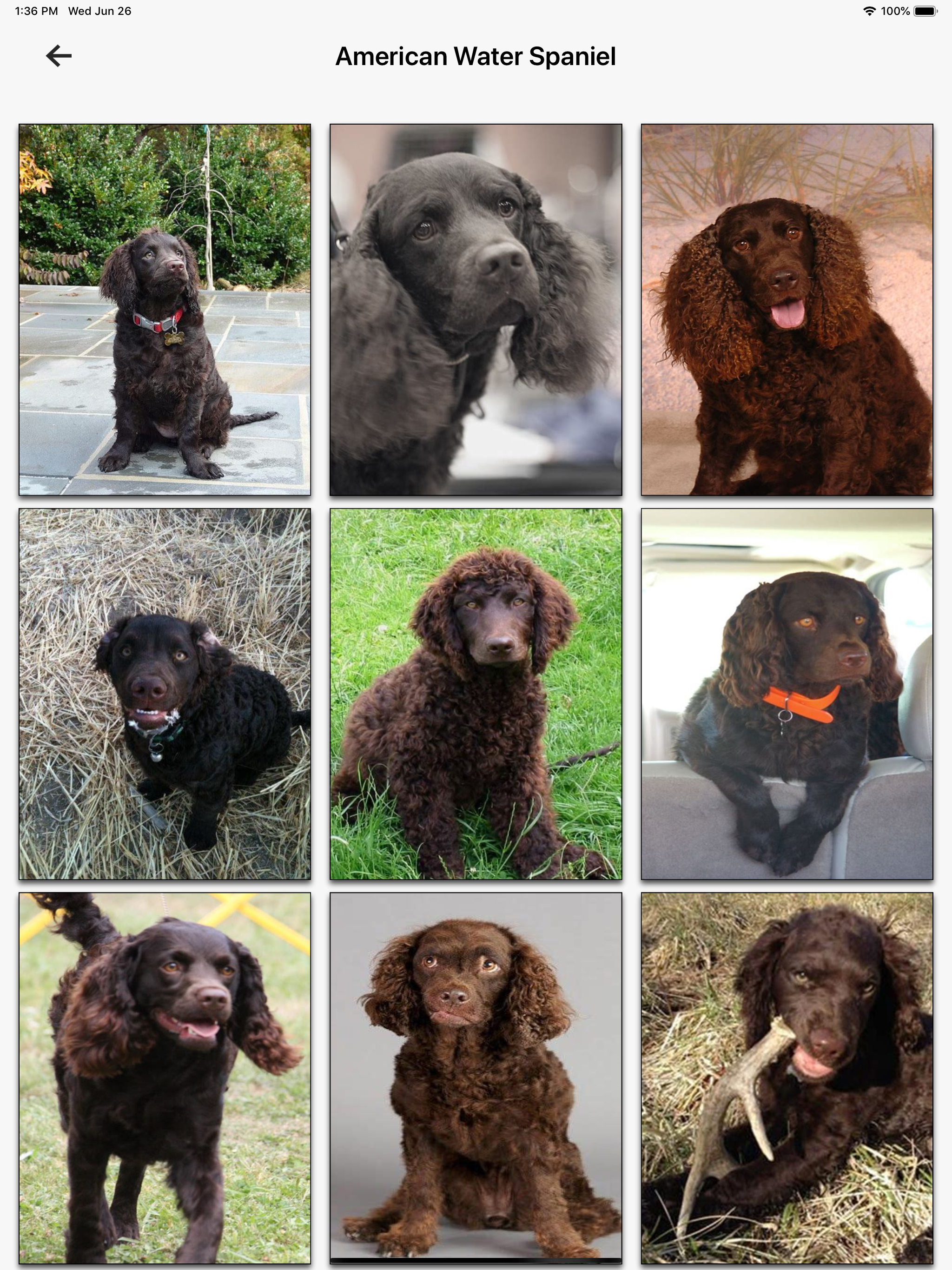 Dog Breeds HD Wallpapers
