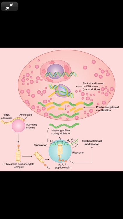 Ganong's Review Physiology 26E screenshot-6