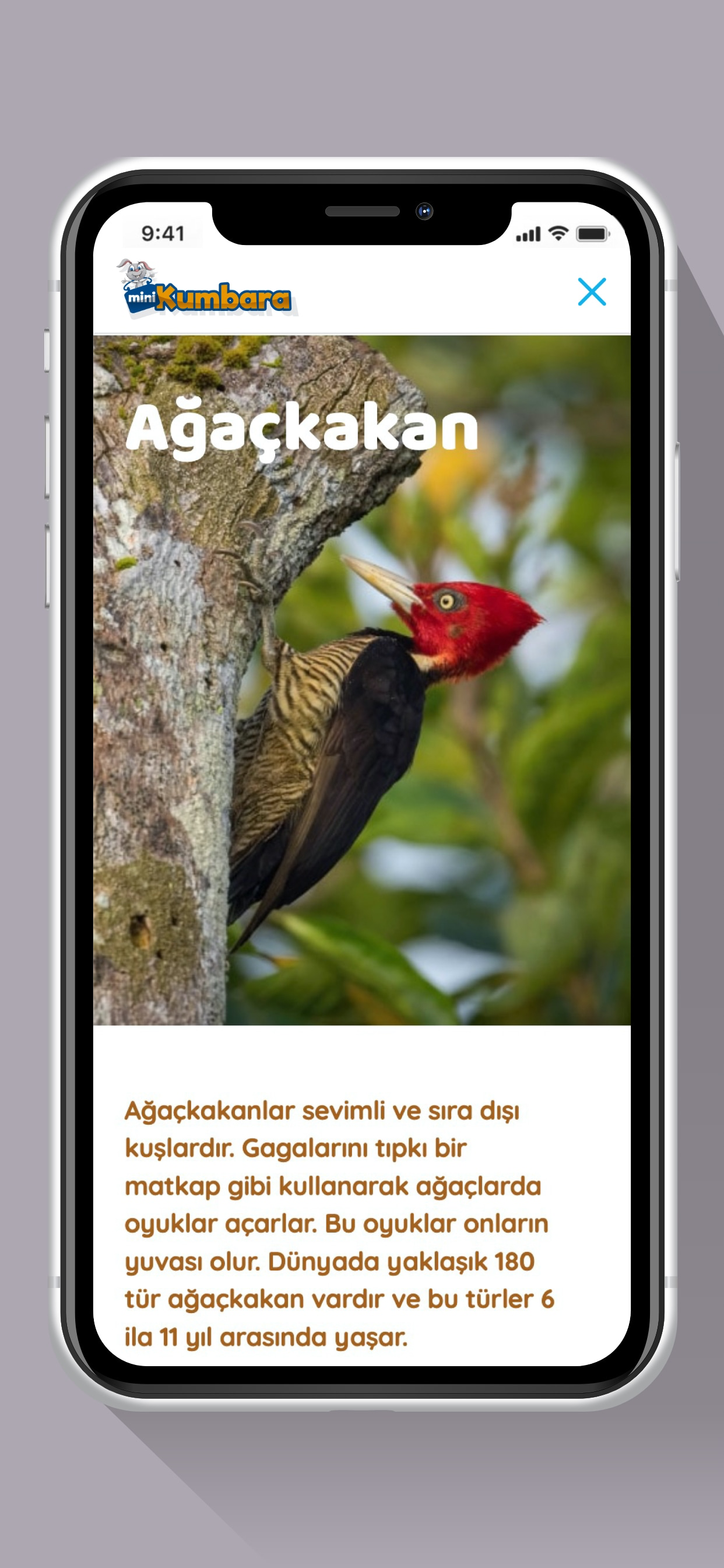 Kumbara Dergisi