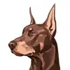 BYRDOG App Feedback