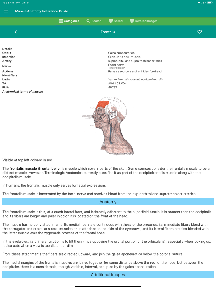 Muscle Anatomy Reference Guide
