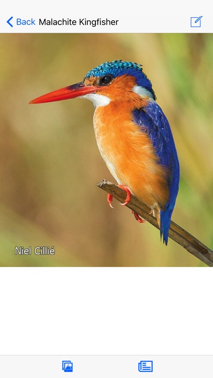 Animals of Pilanesberg