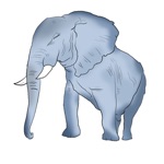 Rabbit elephant panda