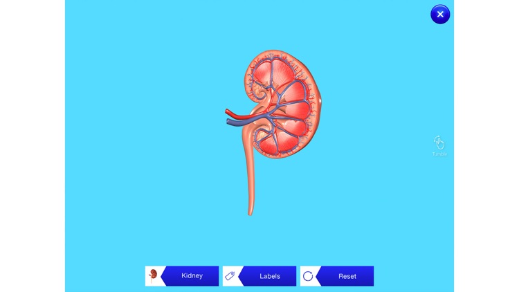 Kidney AR