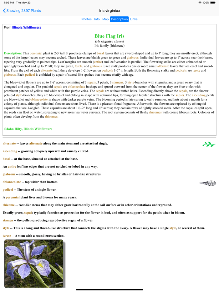 Illinois Wildflowers