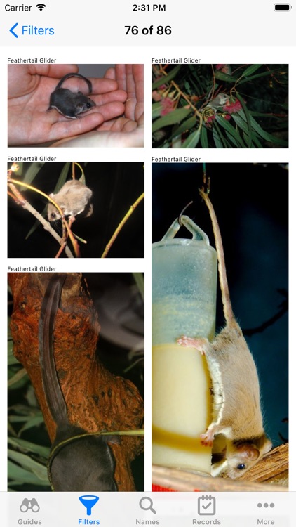 Australian Mammals