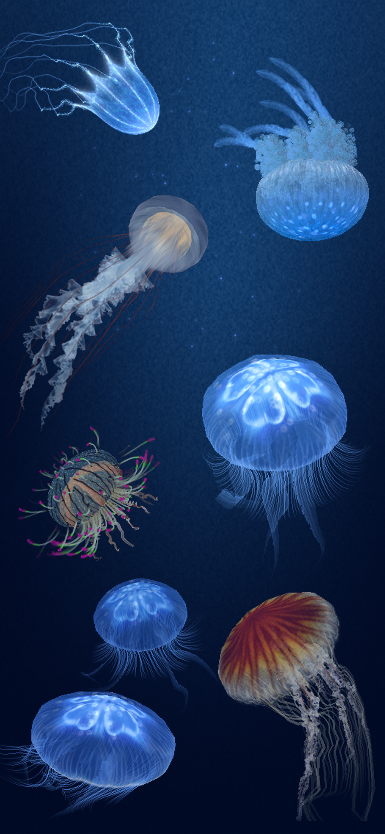Jellyfish Heaven - Relax Time