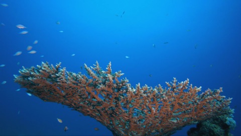 Screenshot #7 for Deap Sea Aquarium 4K