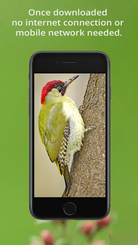 Bird Song Id UK