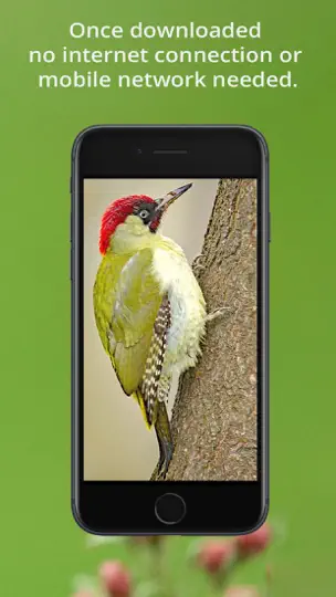 Bird Song Id UK iPhone-skjermbilde 10