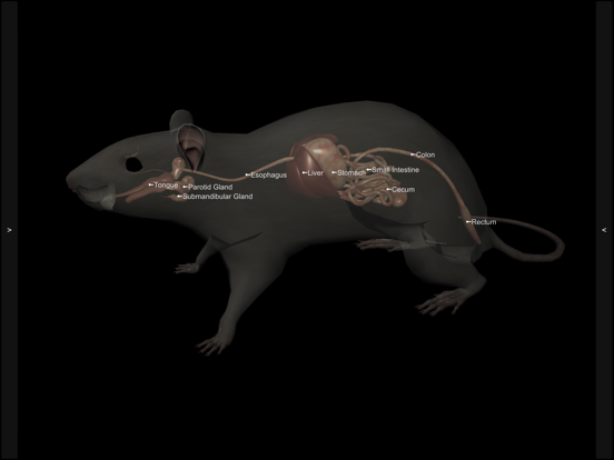 3D Rat Anatomy iPad screenshot