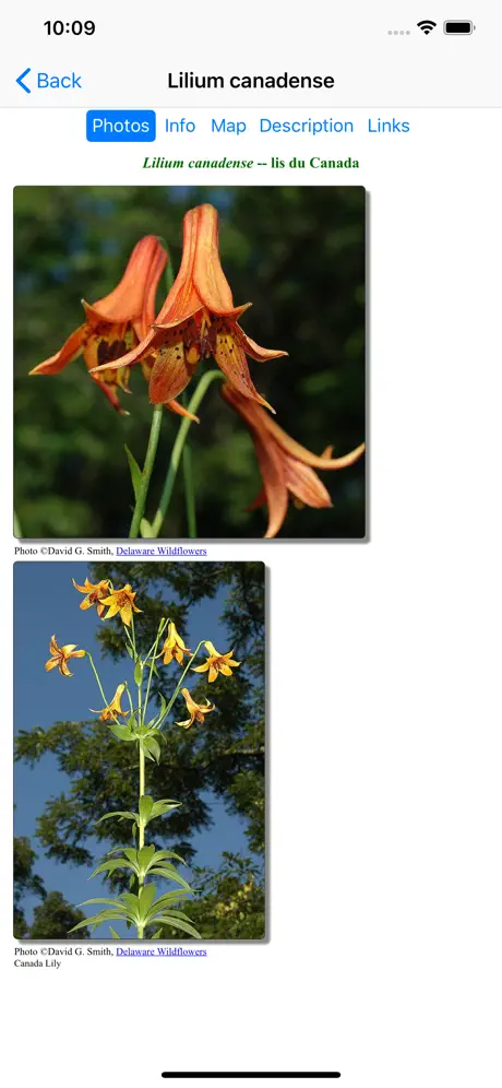Quebec Wildflowers