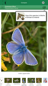 British & Irish Butterflies screenshot