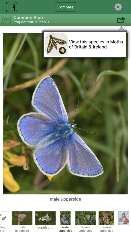 #3. British & Irish Butterflies (iOS) 由: NatureGuides Ltd.