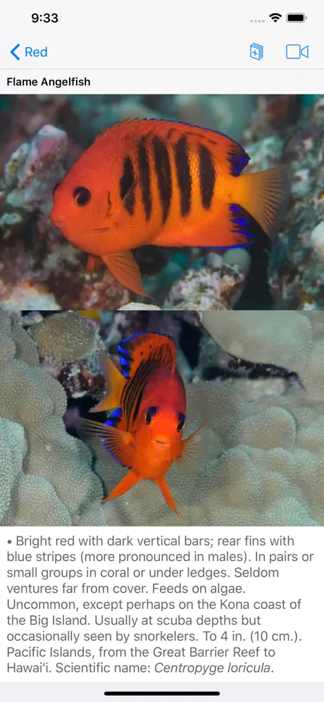 Scuba Fish Hawaii