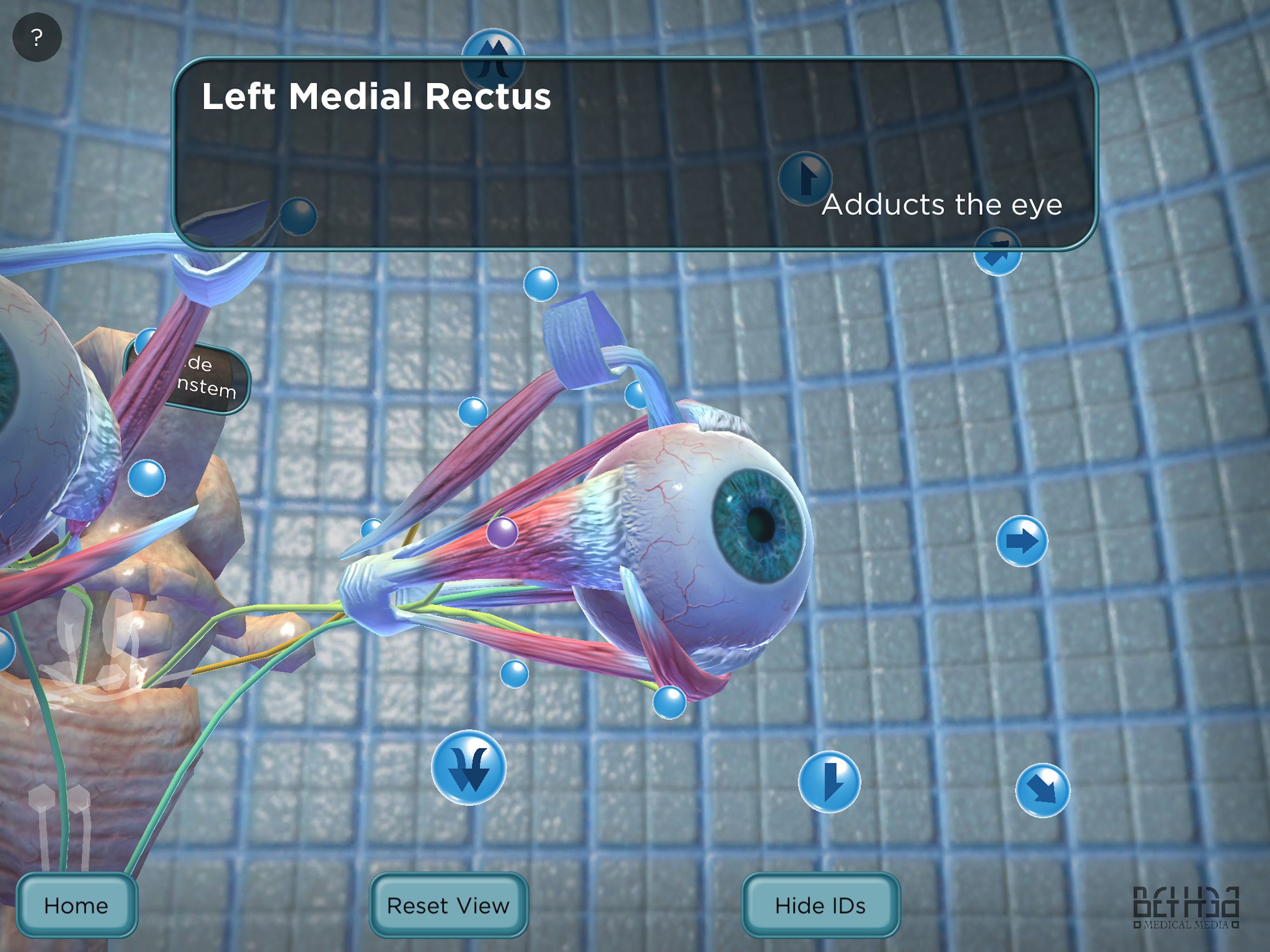 The Extraocular Muscles