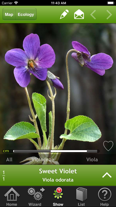 Wild-flowers Screenshot