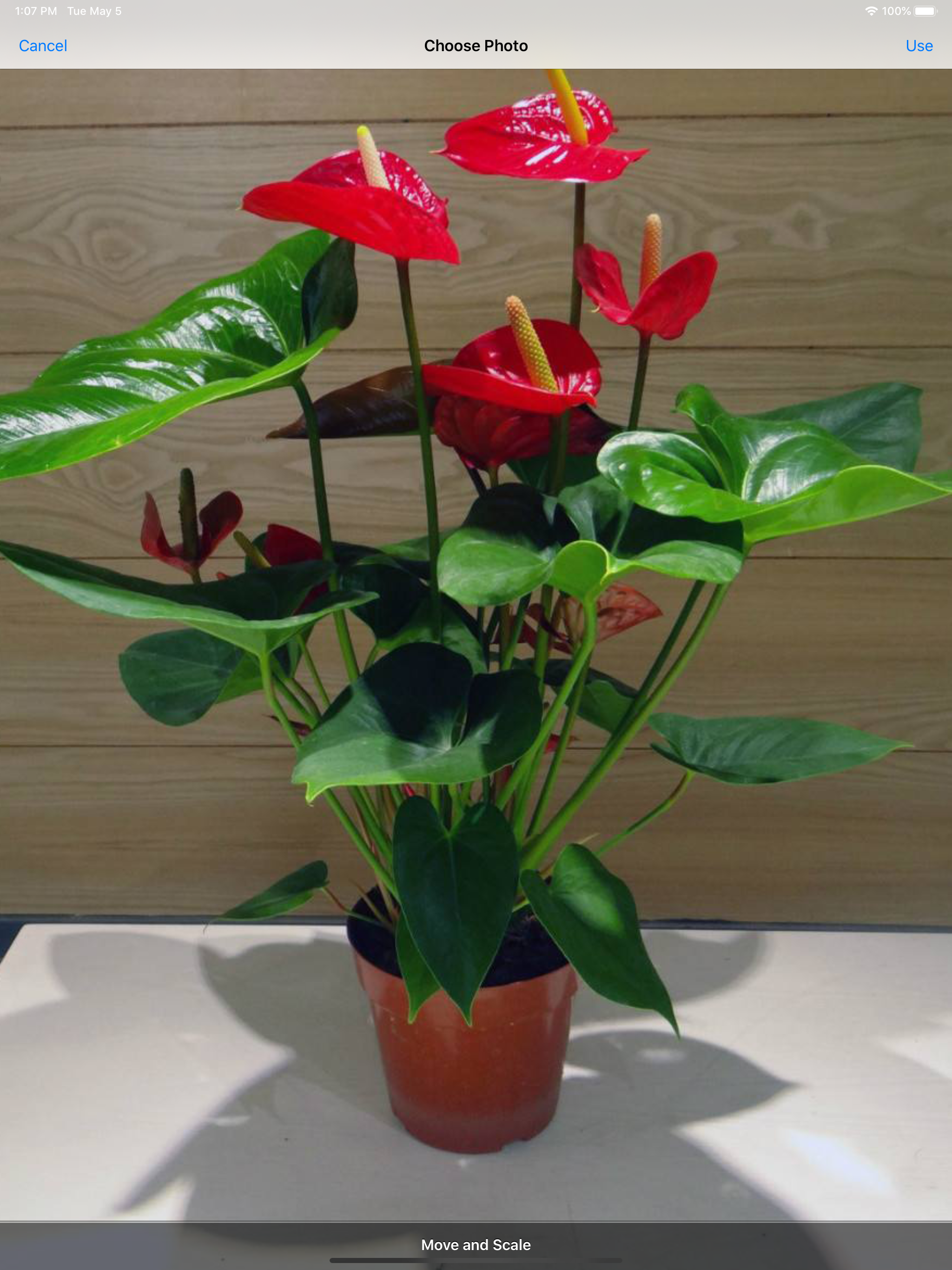 iFlowers - Plant identifier