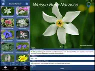 Alpenblumen Id Automatik ipad bilder 0