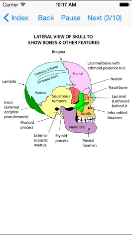 Game screenshot Anatomy Lectures Head and Neck mod apk