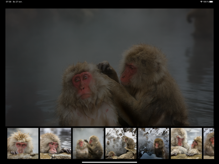 Japanese Macaques