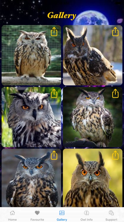 All About Owl's screenshot-3