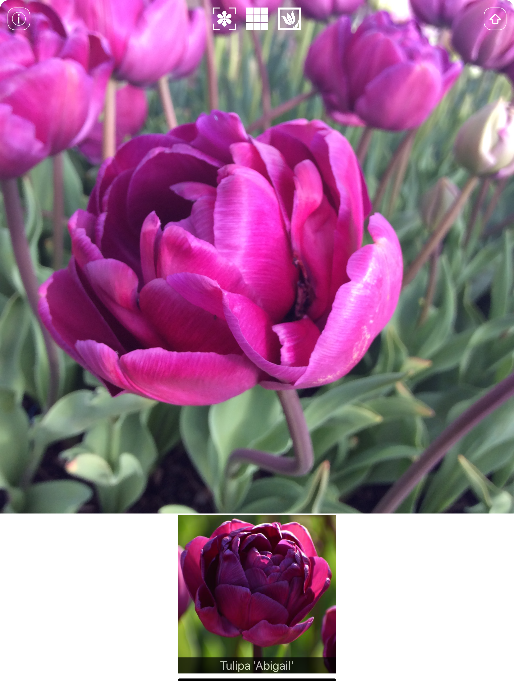 Spring Bulbs