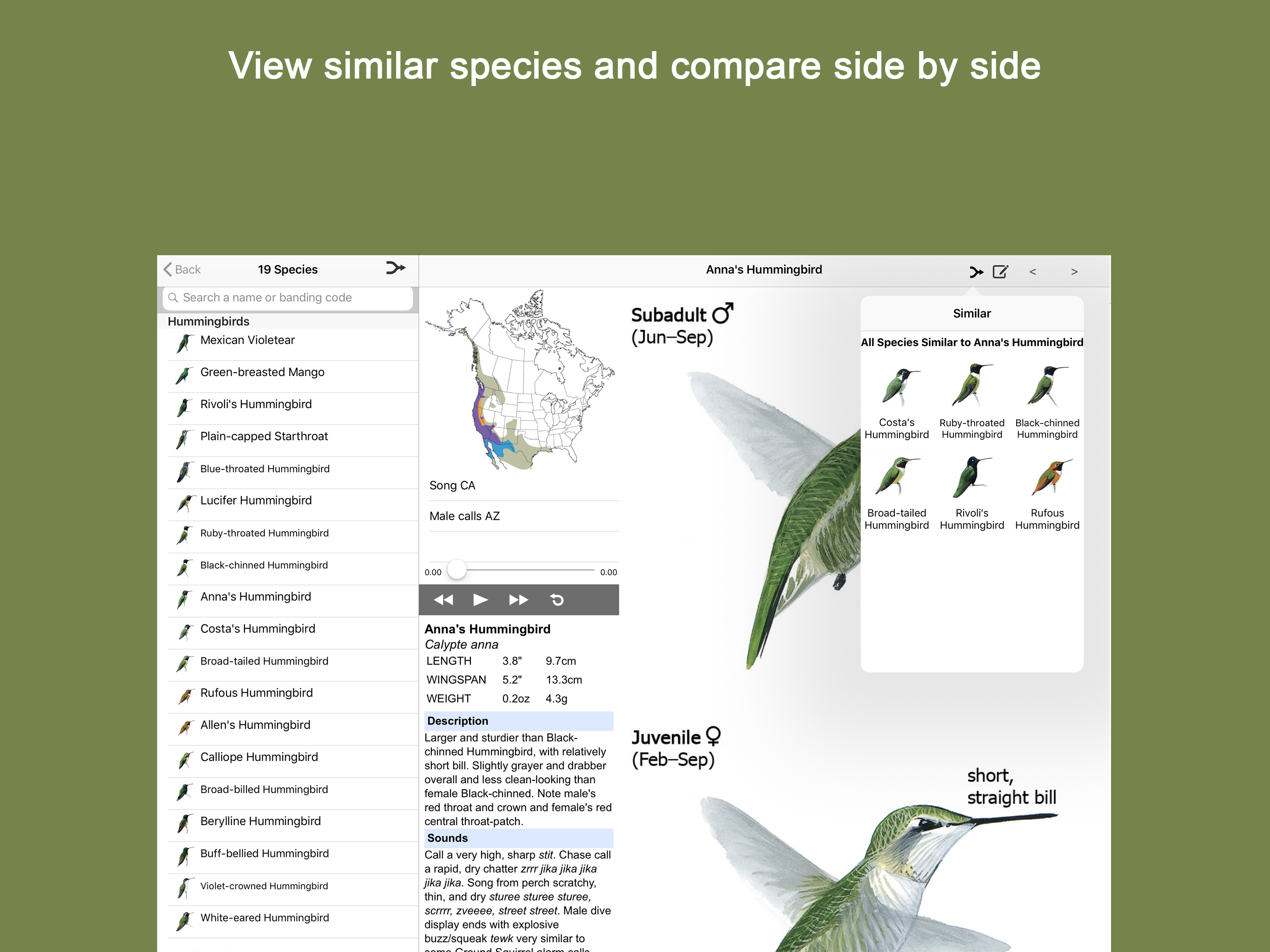 Sibley Guide to Hummingbirds