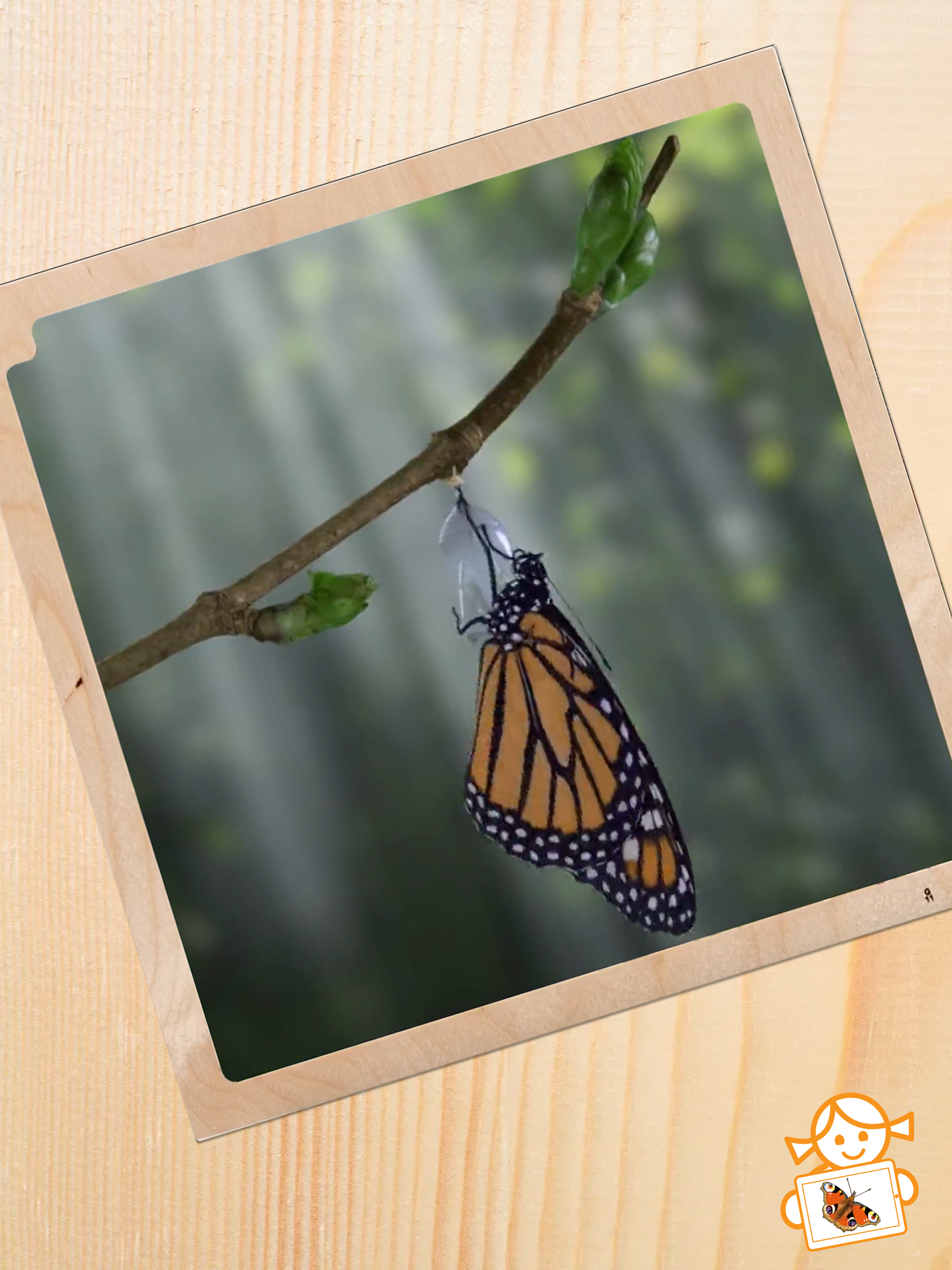 Rolf AR Life of the Butterfly