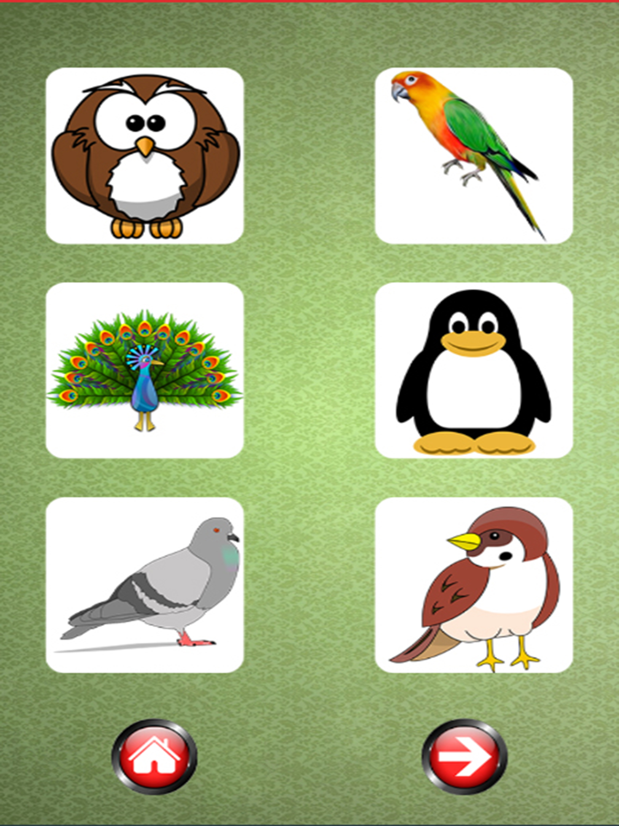 Sound Flash Cards of Birds screenshot 5