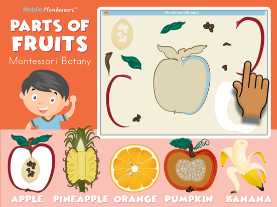 Montessori Parts of Fruits Screenshots