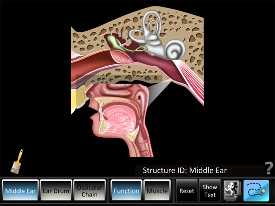 Screenshot #4 pour Middle Ear ID