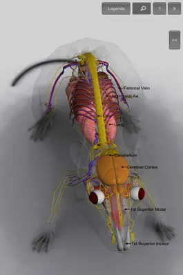 Game screenshot 3D Rat Anatomy hack