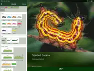 Caterpillar Id USA East Coast ipad bilder 2