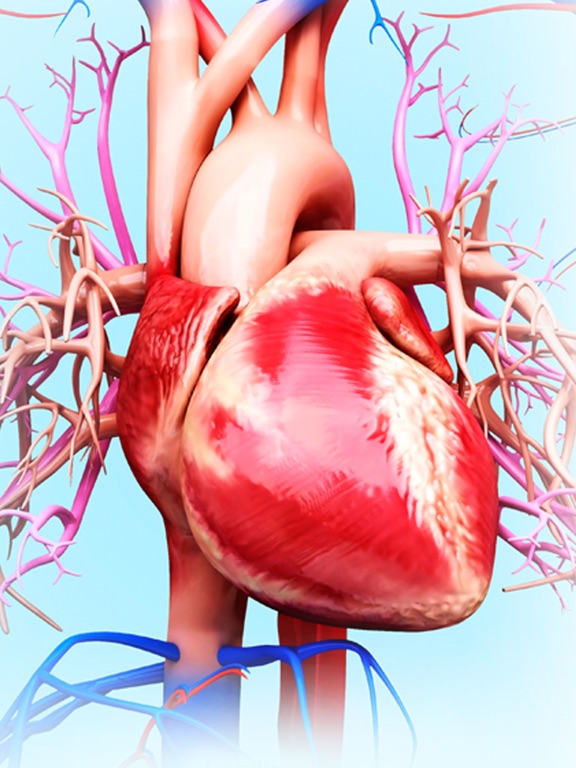 Screenshot #4 pour My Circulatory System Anatomy