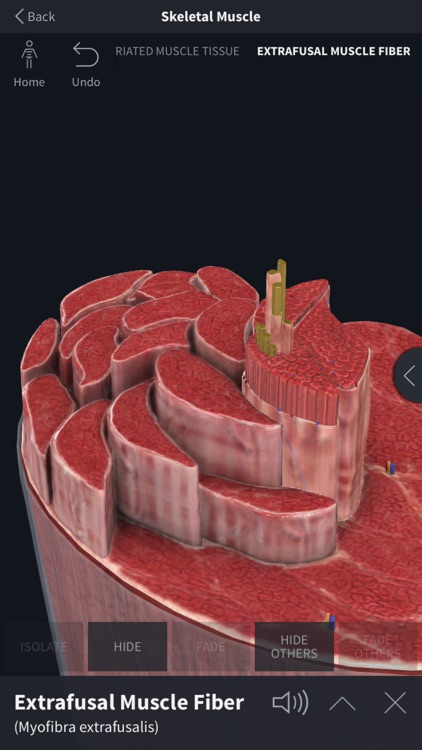 Complete Anatomy 19 for iPhone screenshot-3