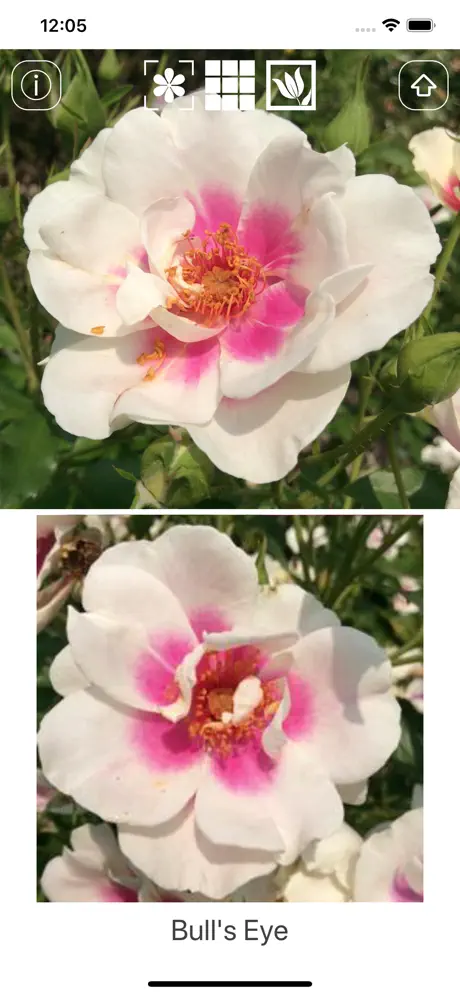 Instant Rose