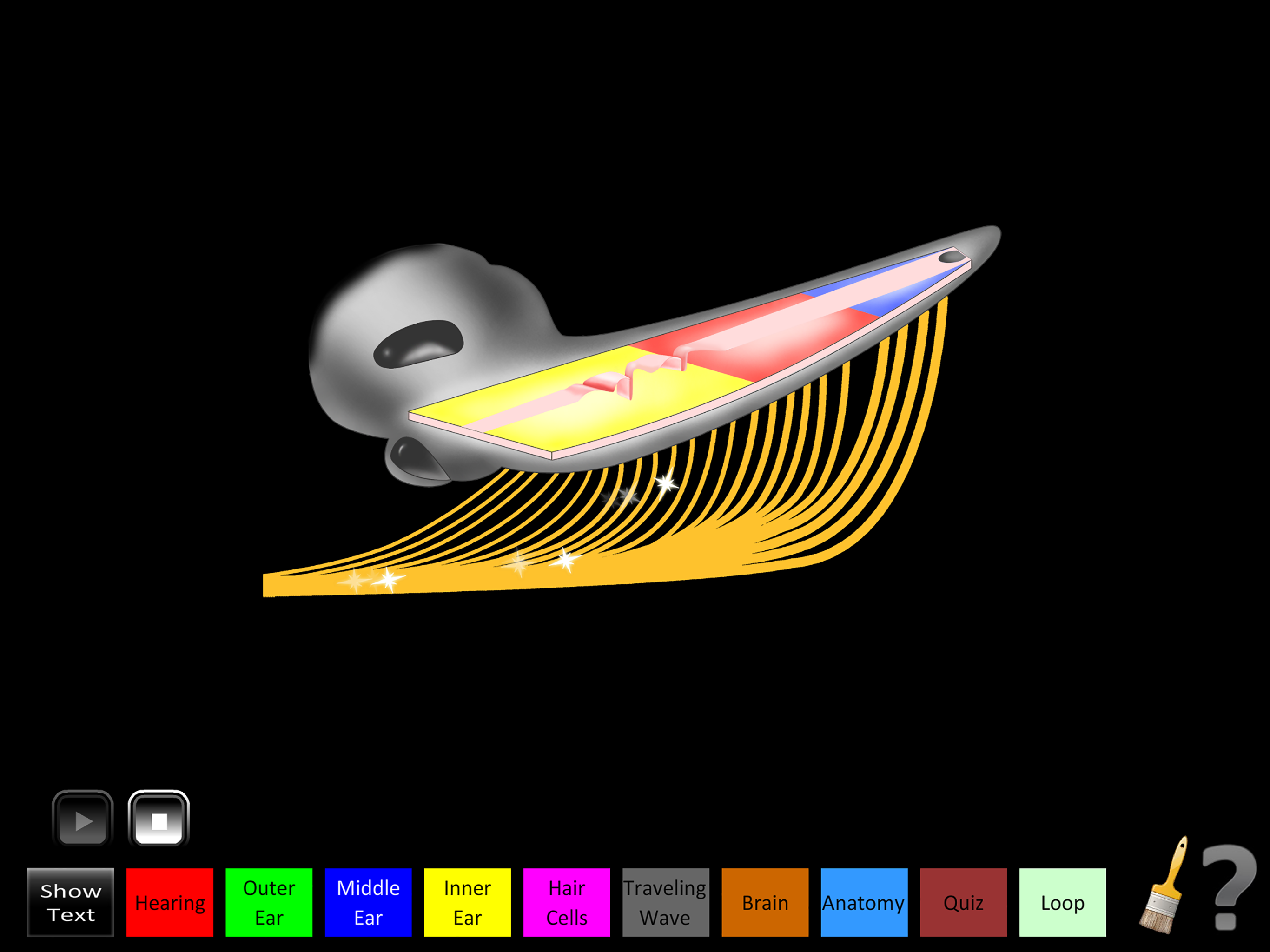 Hearing Anatomy screenshot 7