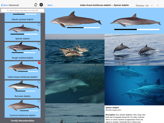 Dolphins and Whales iPad app afbeelding 5